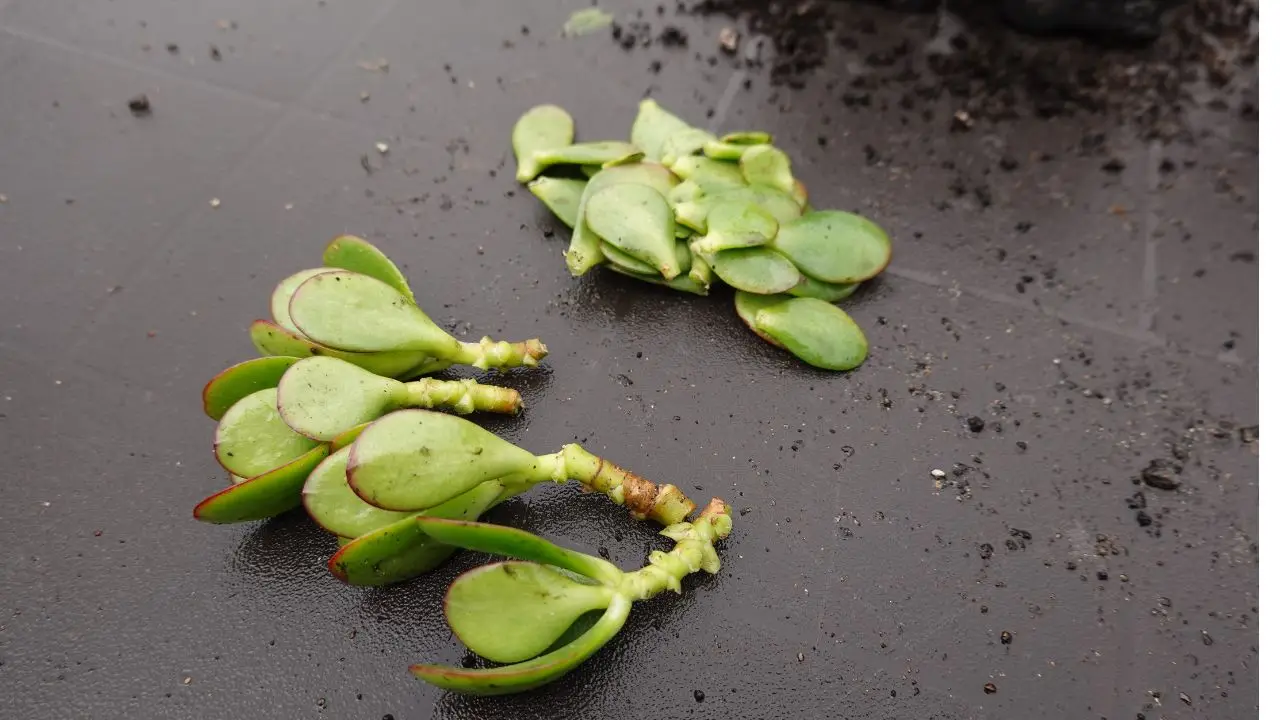 Come fare talee che attecchiscono sempre