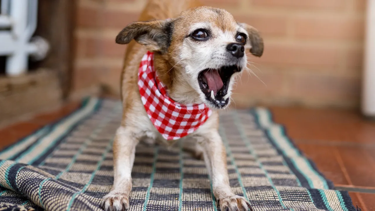 Come capire quando un cane è stressato o felice