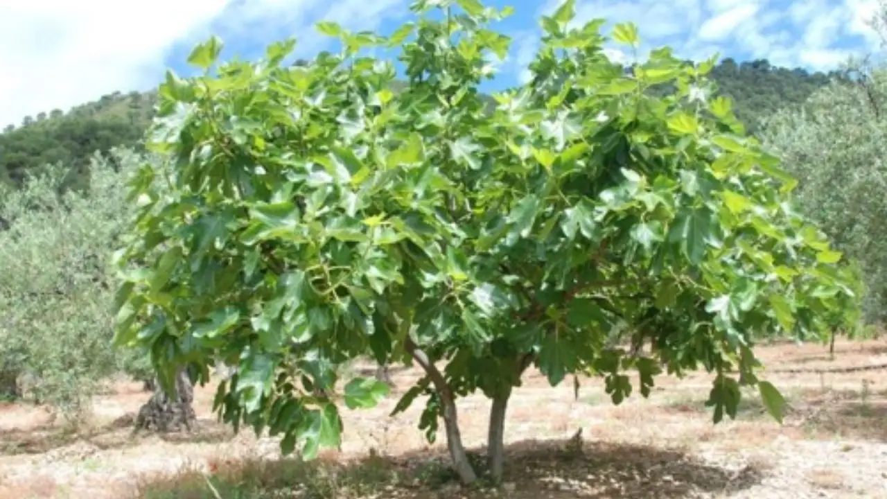 Il tuo albero di fico non fa frutti? La tecnica antica che lo costringerà a produrre