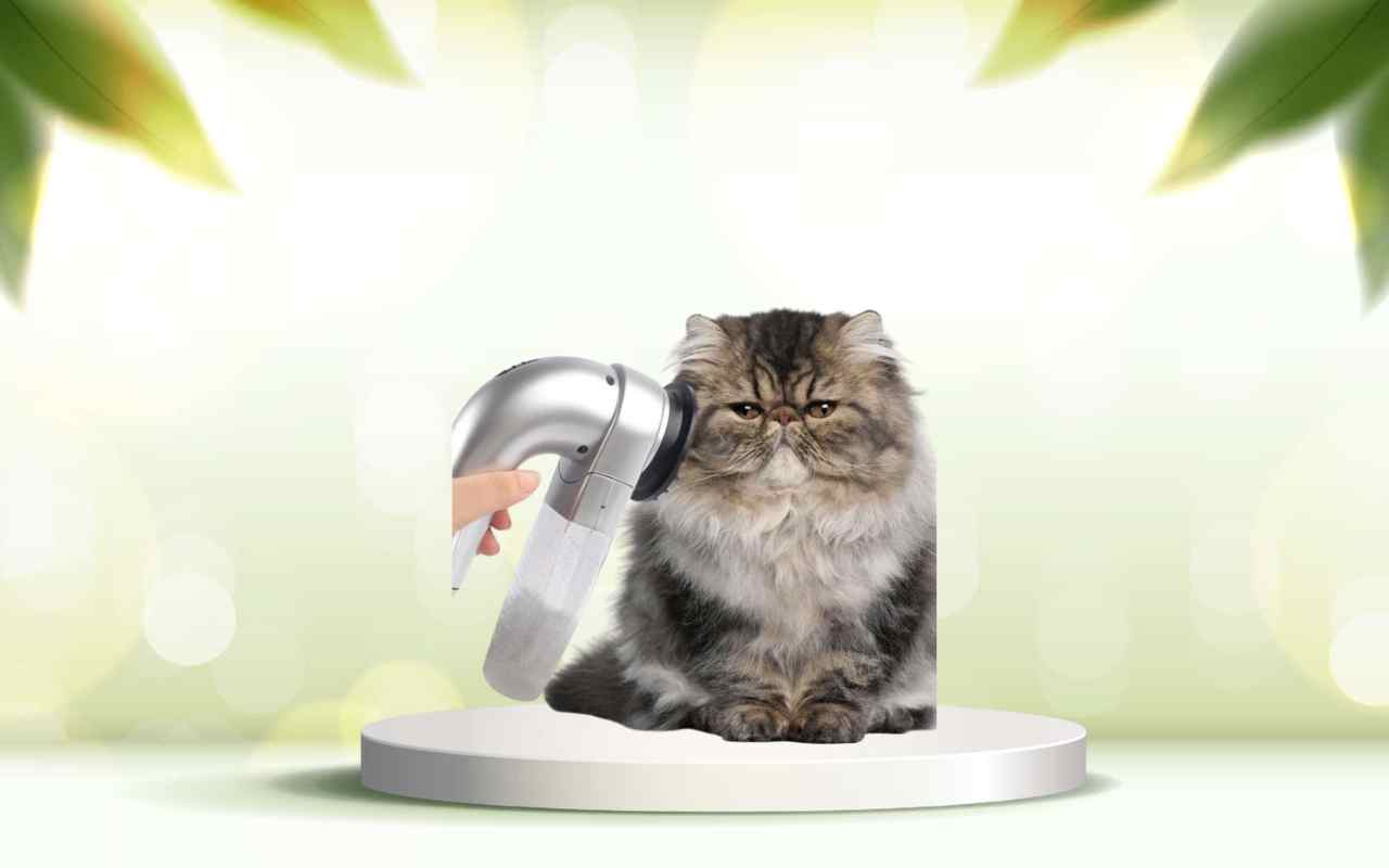 Scopri SpazzolAmica: elimina i peli degli animali e semplifica la pulizia di casa