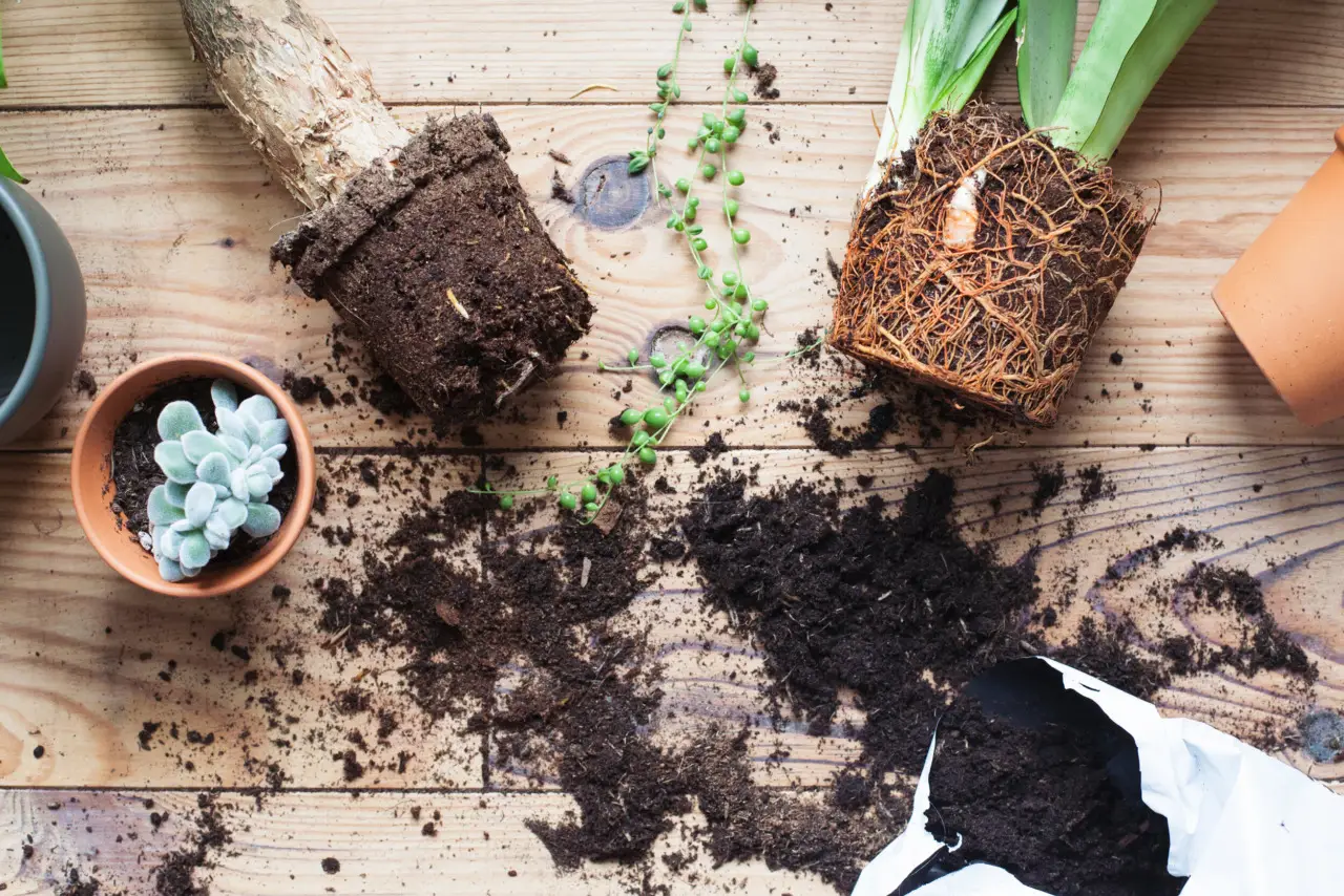 Come e quando rinvasare le piante d’appartamento senza stressarle
