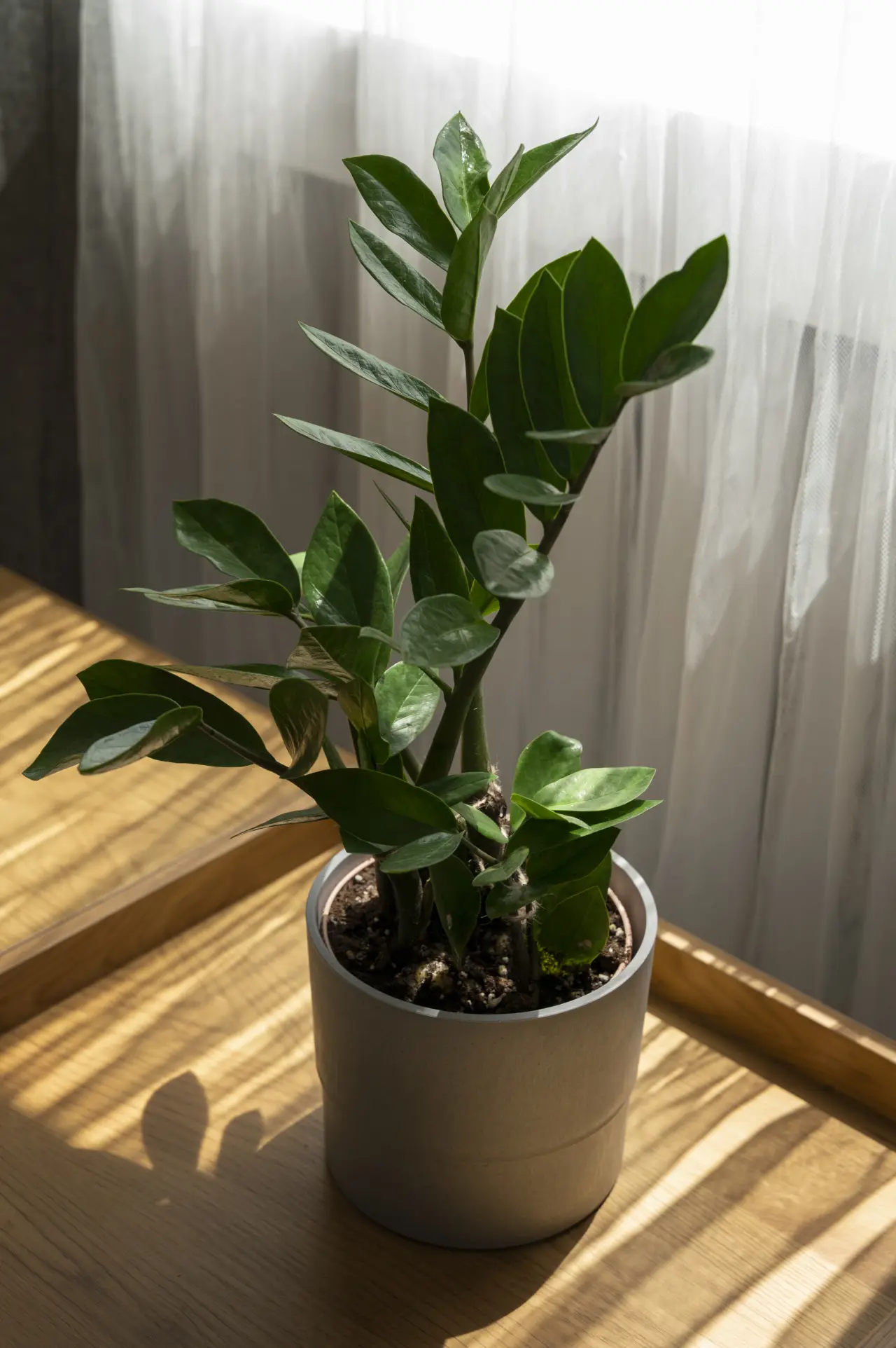 Perché le foglie della tua Zamioculcas diventano gialle? Stai commettendo uno di questi 3 errori